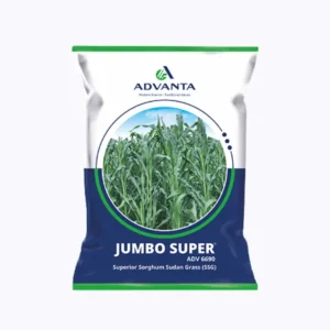 Advanta Jumbo Super ADV 6690 Sorghum Sudangrass Seeds (SSG) Multicut Fodder