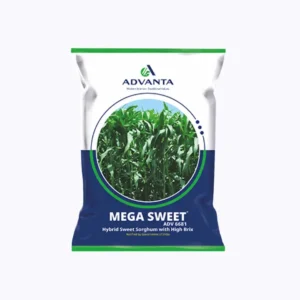 Advanta Mega Sweet ADV 6681 Jowar Seeds