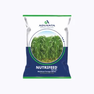 Advanta Nutrifeed PAC 981 Bajra Seeds