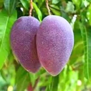 Black Kasturi Mango Plant