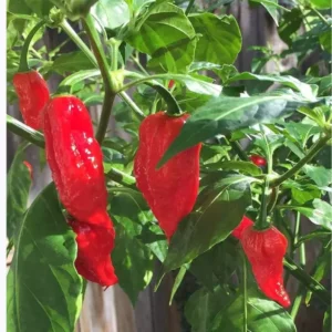 Golden Hills Naga Jolokia Ghost Pepper (Chilli) Seeds