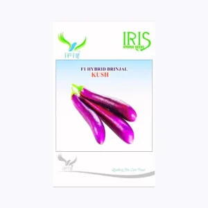 Iris Kush Brinjal Seeds
