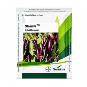 Seminis Shamli Brinjal Seeds